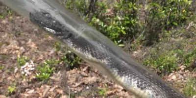 Seattle snake